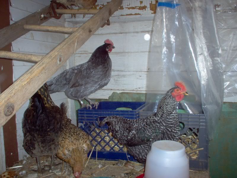 Newchickens003.jpg