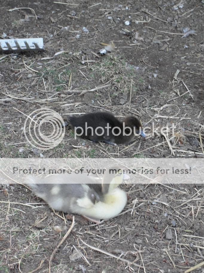 duckling4.jpg