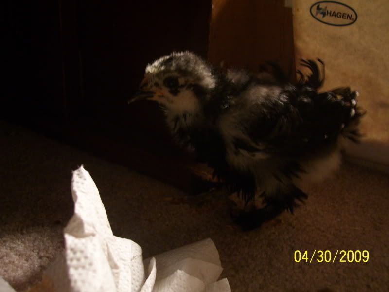 chickpics018.jpg