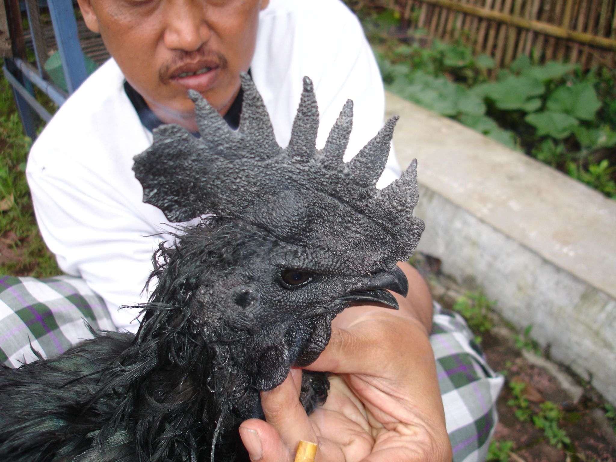 cemani00031.jpg