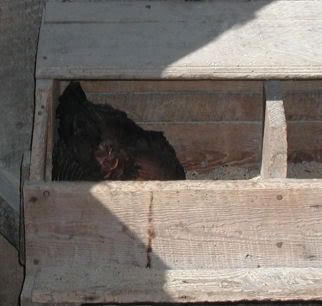 hennypenny6.jpg