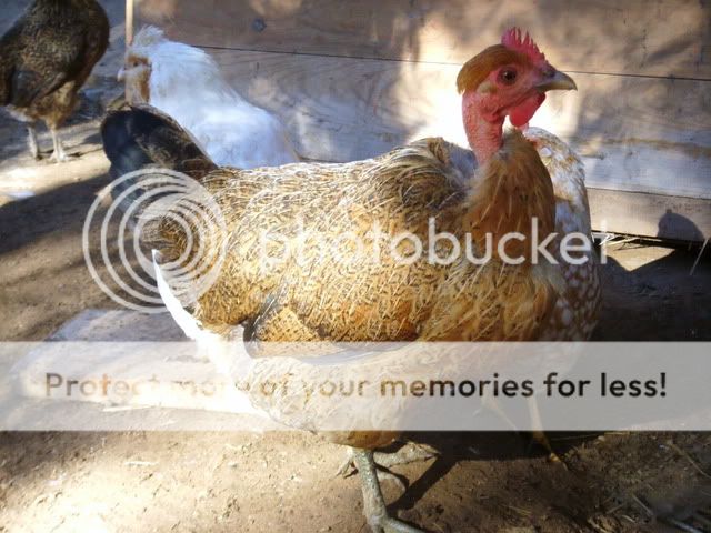 chicks013.jpg