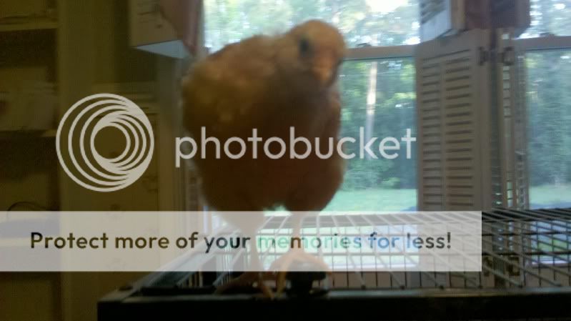 2011-05-29_06-48-22_572.jpg