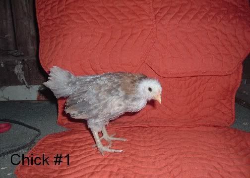 Ameraucanas004.jpg