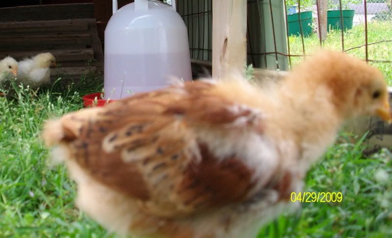 chicksday17017.jpg