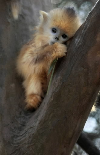 cutestmonkey.jpg
