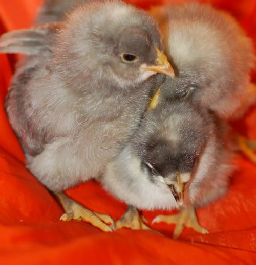 chickies-3.jpg