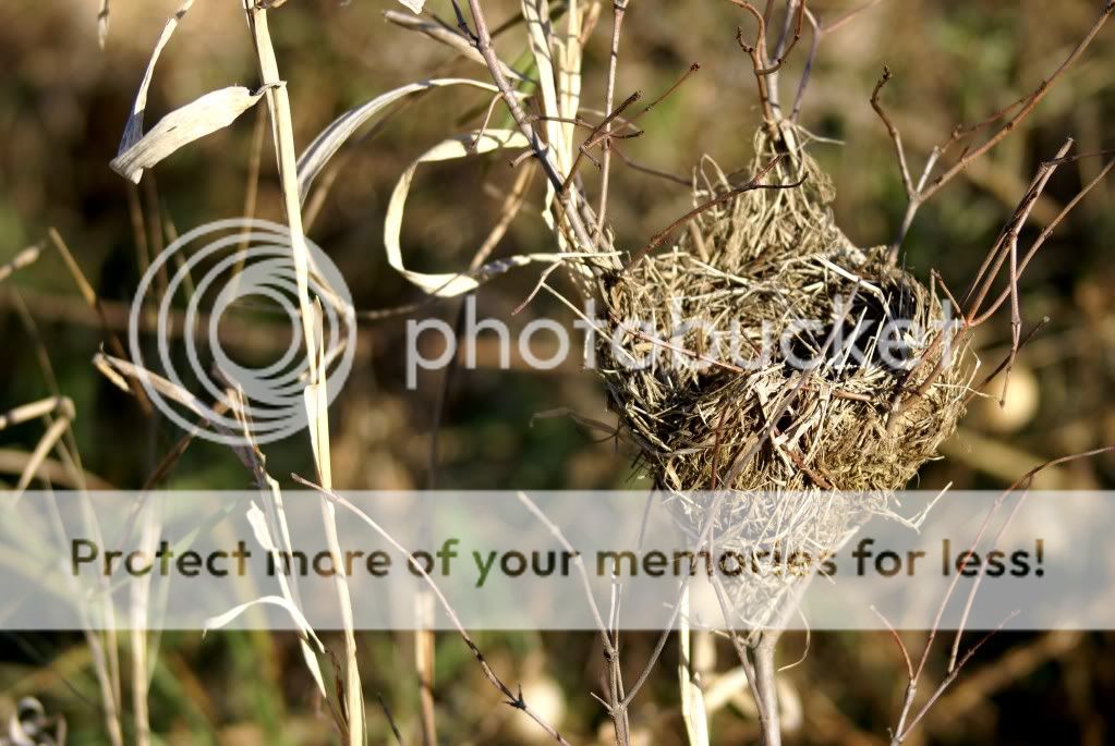 nest.jpg