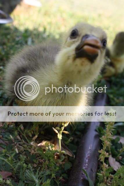 geese3008.jpg