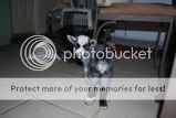 Thanksgiving-Misc-Goat063.jpg