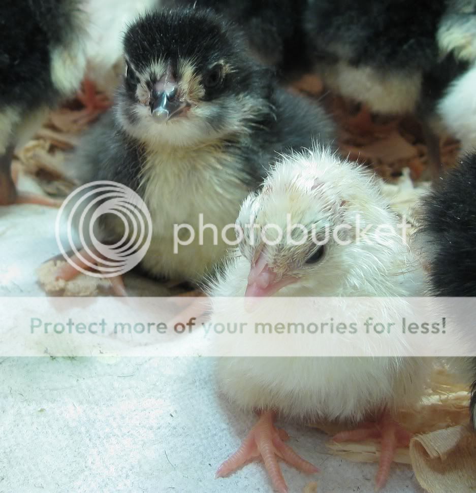 chicks10062-1.jpg