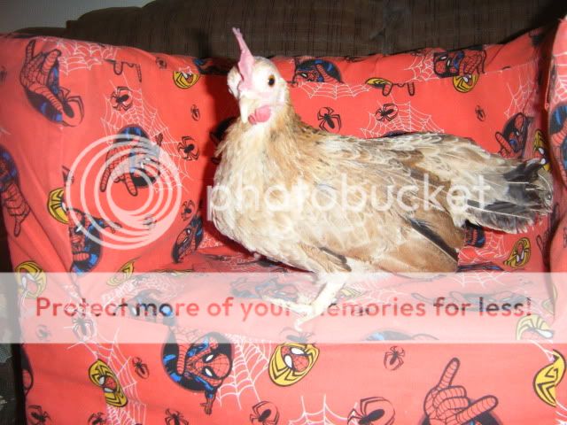 2008_0630serama0004.jpg