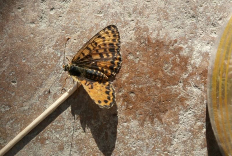 Melitaea Didyma ALA ROTTA COSA DEVO FARE?