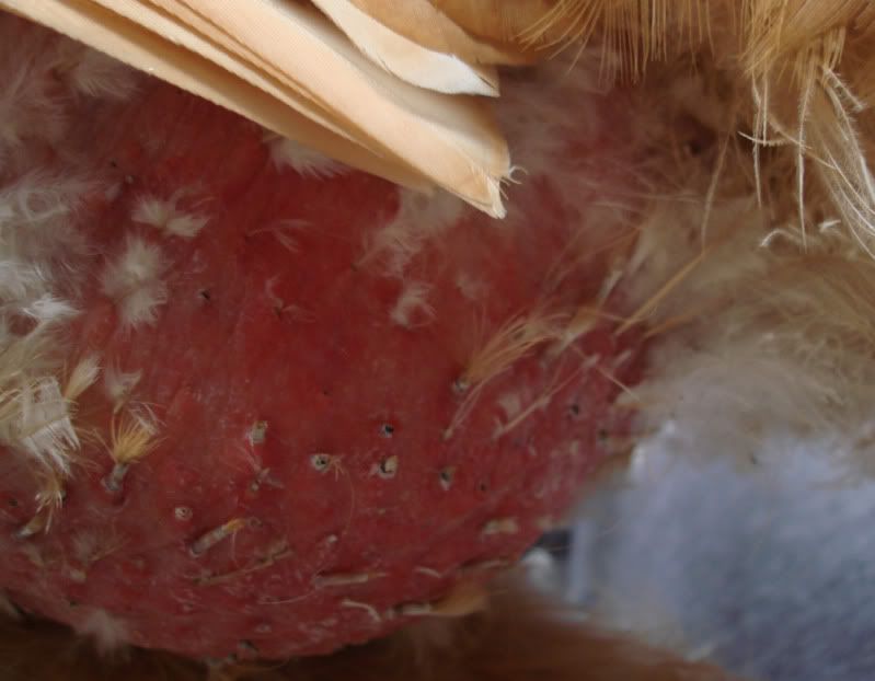 chicken2.jpg