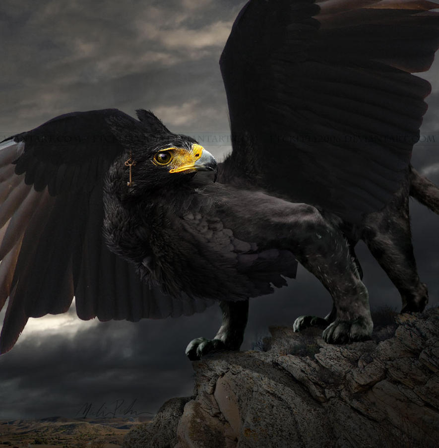 the_black_gryphon_by_etckitty2006-d36gq0h.jpg