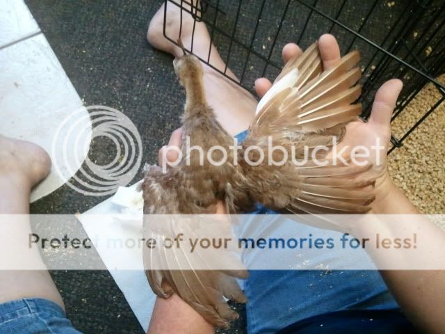 52011-07-18134109.jpg