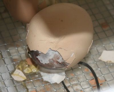 hatch36.jpg