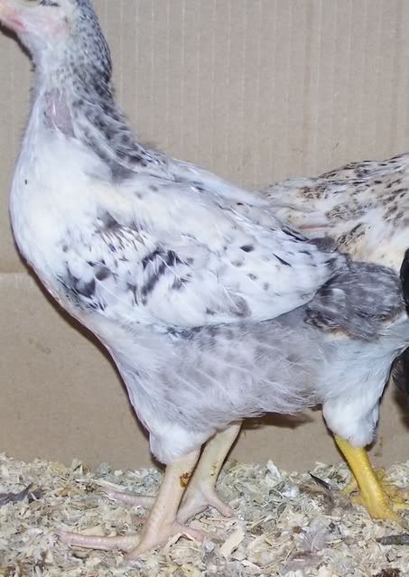 chick4.jpg