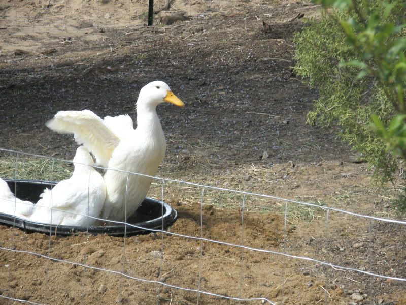 yardducks142.jpg