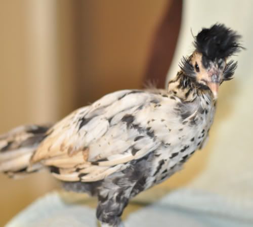 chick-2.jpg