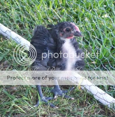 chick209-13-10.jpg
