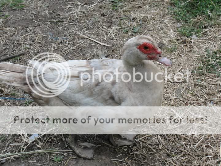 hen.jpg