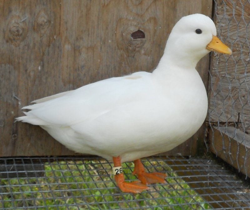 800x600px-LL-36a8352f_call_duck--379877.jpeg