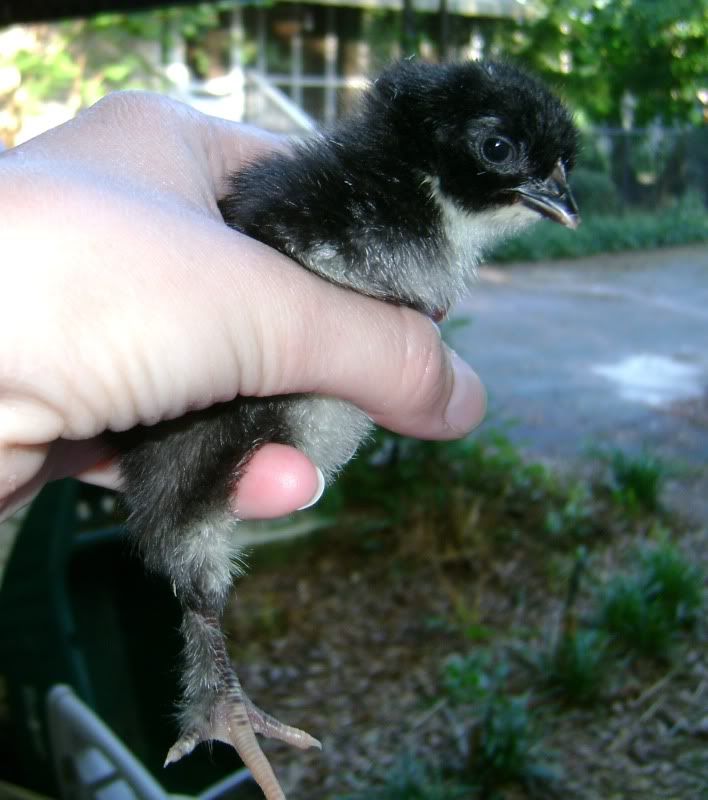 BlackChick3.jpg