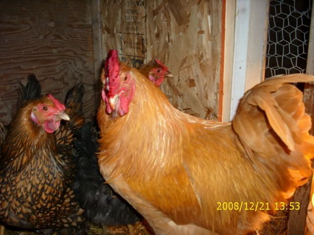 Picture078.jpg