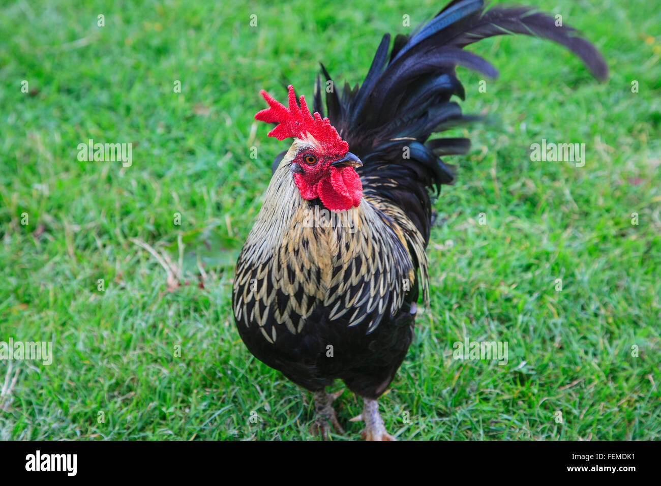 silver-laced-wyandotte-cockerel-cock-rooster-uk-FEMDK1.jpg