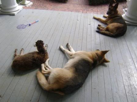 dogsandlamb.jpg