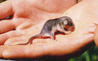 baby_possum.jpg