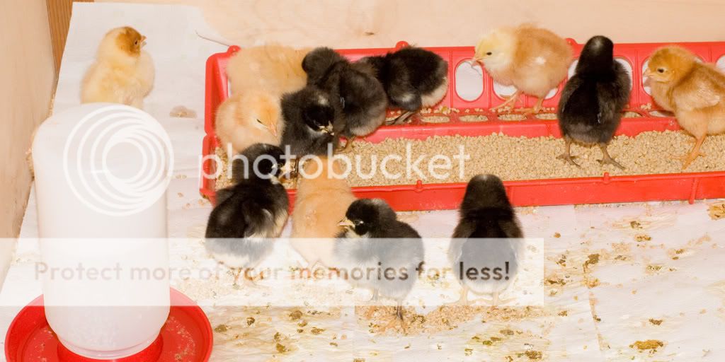 chick4-25h.jpg