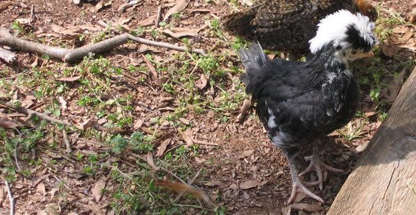 6-week-old-polish-chicken.jpg