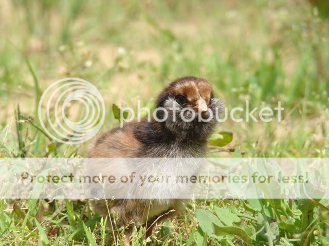 chickens150.jpg