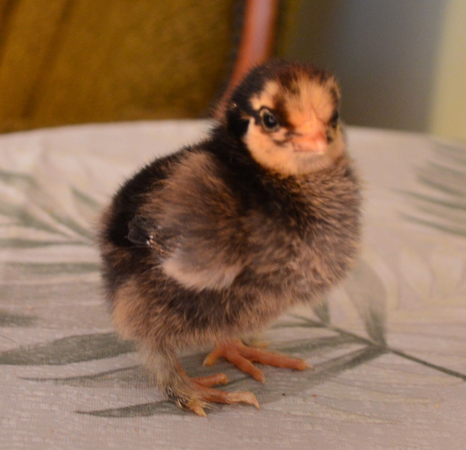200x200px-ZC-ad931755_Bantam5daysZorro.jpeg