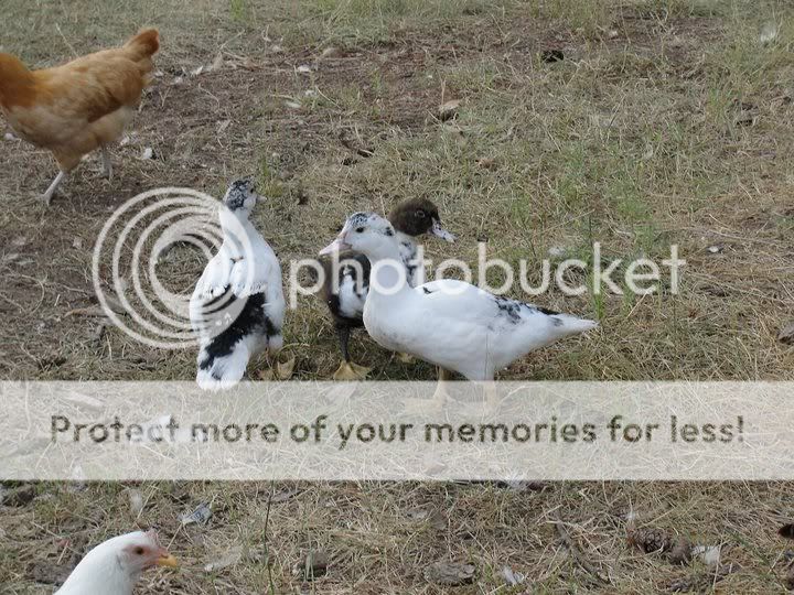 ducklings2.jpg