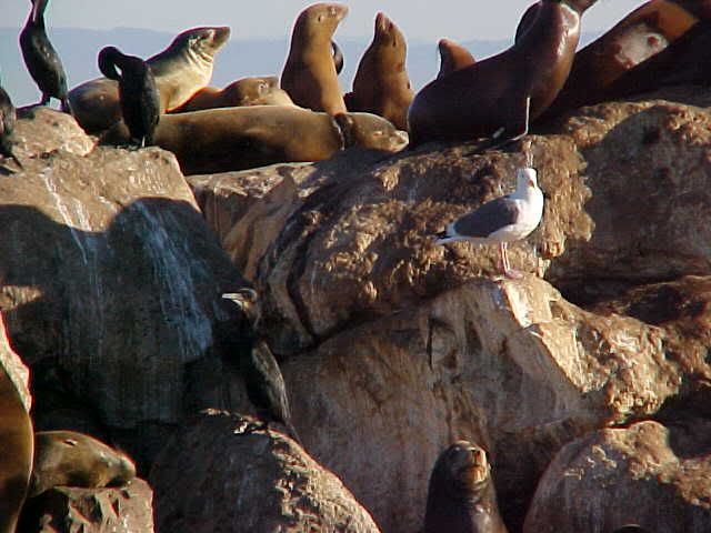 SealsOnRocks1.jpg
