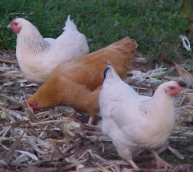 pullettrio.JPG