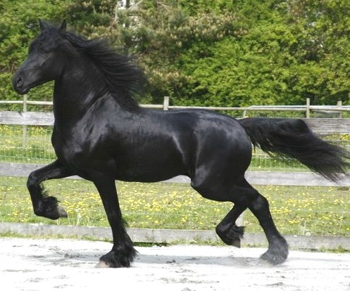 Friesian1.jpg