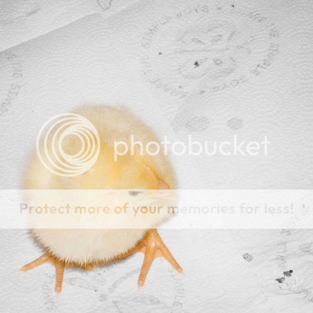 chick4-25b.jpg