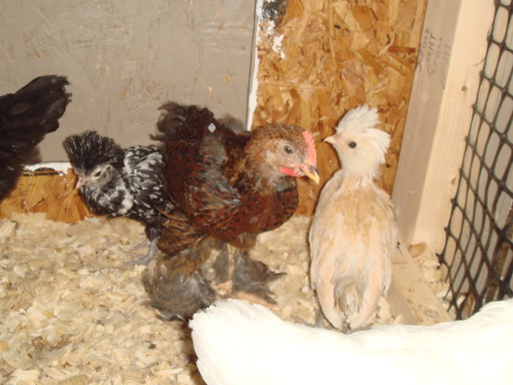 Chickens5-31-0843.jpg