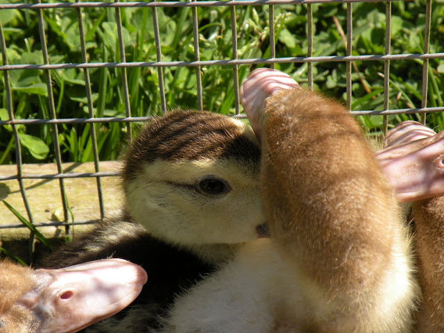 DSCN3039.JPG