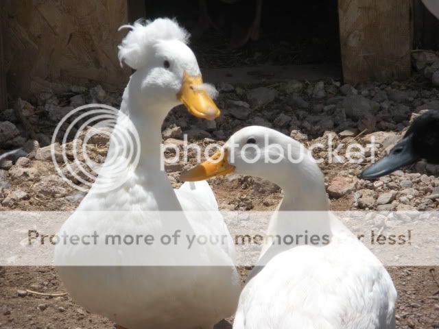 misc052.jpg