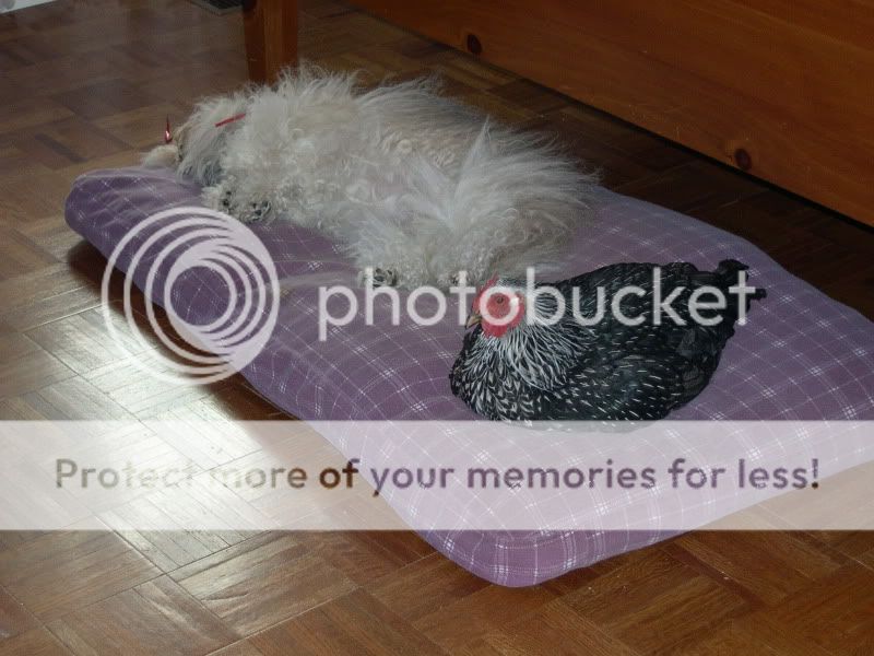 Priscilla018.jpg