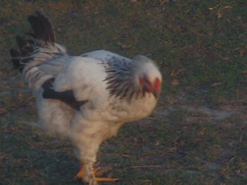 chicken014.jpg
