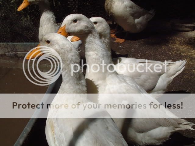 July2010103.jpg