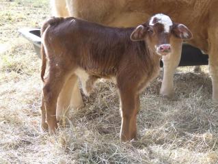 1417_dominosbabies_004.jpg