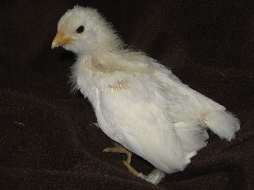whitecochinmaybe.jpg