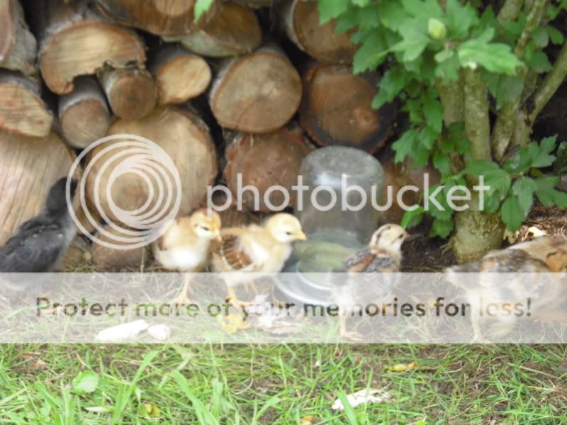 chicks009.jpg